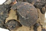 Detailed Jurassic Ammonites in Rock - Morocco #295329-1